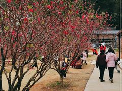 -南国桃园旅游度假区