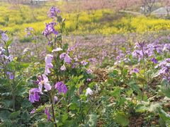 -绵阳盛世樱花悠乐谷