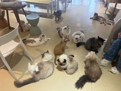 -藏猫猫咖啡主题馆(中央大道店)