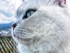 -喵屿·大理花园猫咖