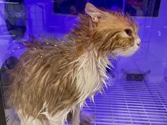 -袖虎猫馆(十亩地店)