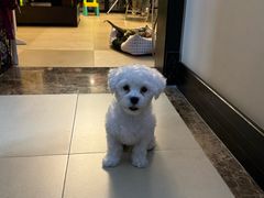 -瑞派宠物医院·犬猫全科·猫友好(宾水西道店)