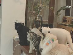 -有猫主题·治愈系猫咖(曾厝垵店)