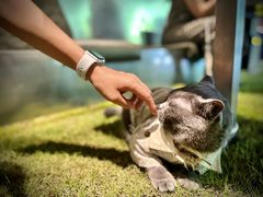 -J Create城市露营咖啡·简餐·宠物(上海动物园店)