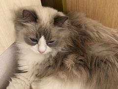 -鼓捣猫呢主题猫咖店