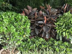 -秦美花卉(天朗·莱茵小城2期店)