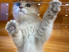-猫十亿·布偶金渐层·曼基康矮脚猫舍(青年路店)