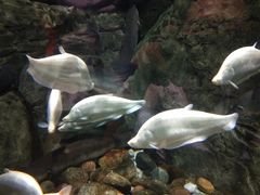 -成都浩海立方海洋公园