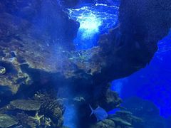 -海合安武汉极地海洋公园