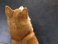 -宠物之家Pets Home 宠物寄养酒店