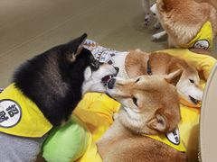 -逗柴咖啡屋·狗咖猫咖宠物桌游