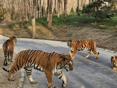 -北京野生动物园