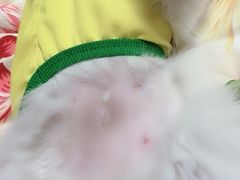-瑞派宠物医院·24小时骨科·心脏·核磁(哈尔滨南岗店)