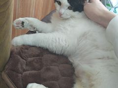 -宠福鑫动物医院(望京分院)