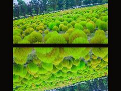-映月湖中央公园