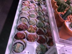 -KKV(东莞海德汇一城店)