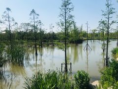 -上海长兴岛郊野公园