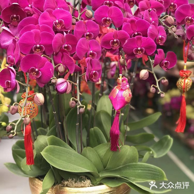 逛花市过年咯！