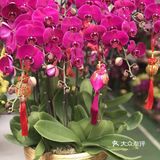 逛花市过年咯！