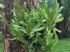 -柬埔寨国家博物馆