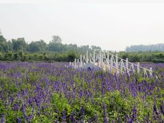 -北京东方普罗旺斯薰衣草庄园