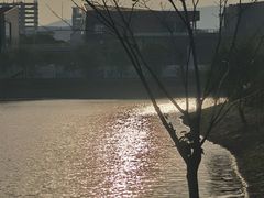 -羊山湖公园