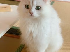 -猫在这儿猫咪咖啡馆·撸猫馆