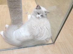 -藏猫猫咖啡主题馆(中央大道店)