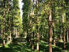 -黄海国家森林公园