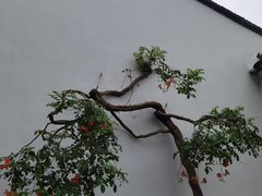 -拙政园