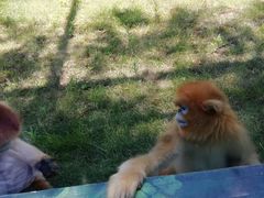 -西安秦岭野生动物园