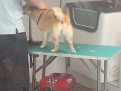 -艾贝尔宠物医院 ·中兽医·宠保定点(北门桥店)