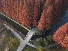 -水杉园