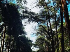 -广州市帽峰山景区