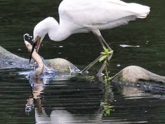 -重庆彩云湖湿地公园