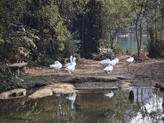-靖西鹅泉风景区