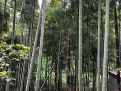 -东明山森林公园