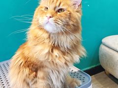 -猫十亿·布偶金渐层·曼基康矮脚猫舍(青年路店)