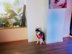 -Husky Go! 哈士奇体验馆·宠物咖啡厅狗咖