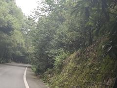 -铁山坪森林公园