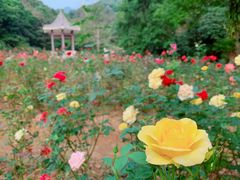 -广州市石门国家森林公园