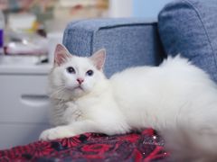 -Bastet sally猫舍购宠(静安店)