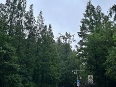 -日照海滨国家森林公园
