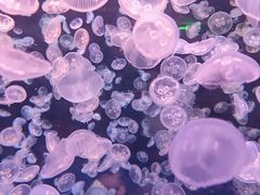 -江和美海洋公园