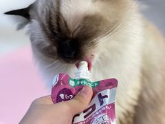 -三花喵·撸猫购宠·宠物生活馆(虹桥南丰城店)