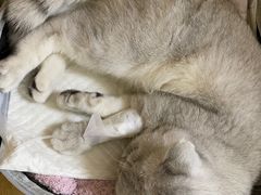 -美联众合动物医院·24h京西诊疗中心