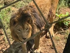 -西霞口神雕山野生动物世界
