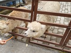 -栾川竹海野生动物园