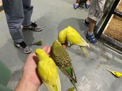 -zoonana室内动物园(东方福来德店)