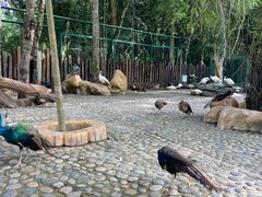 -西双版纳傣族园
